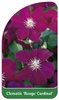 Clematis 'Rouge Cardinal'