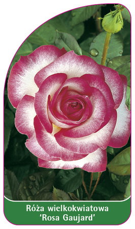 Velkokvětá růže `Rosa Gaujard'