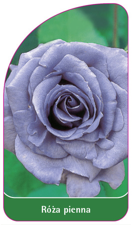 Kmenová růže č. 5