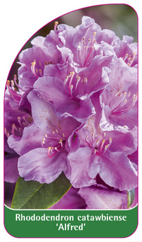 Rhododendron catawbiense 'Alfred'