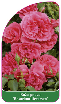 Róza pnąca 'Rosarium Uetersen'