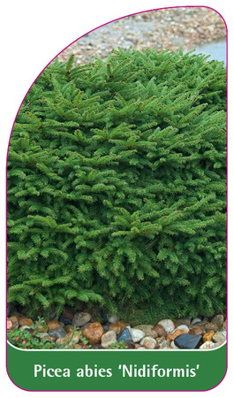 Picea abies 'Nidiformis'