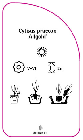 Cytisus praecox 'Allgold'