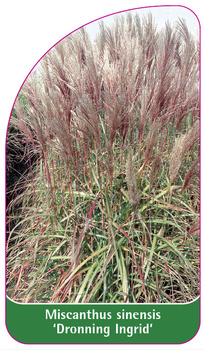 Miscanthus sinensis 'Dronning Ingrid'
