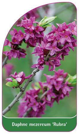 Daphne mezereum 'Rubra'