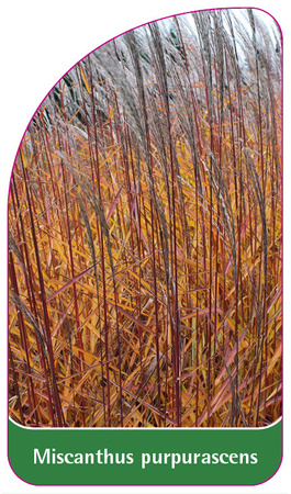 Miscanthus purpurascens