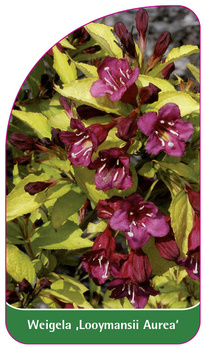 Weigela ,Looymansii Aurea'