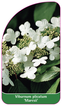 Viburnum plicatum 'Maresii'