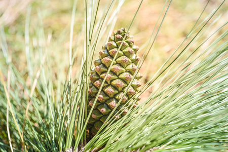 Garden 2001 Conifer 10kg Siarkopol