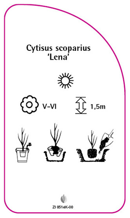 Cytisus scoparius 'Lena'