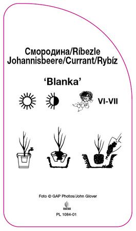 Porzeczka 'Blanka'