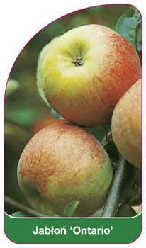 Jabłoń 'Ontario'