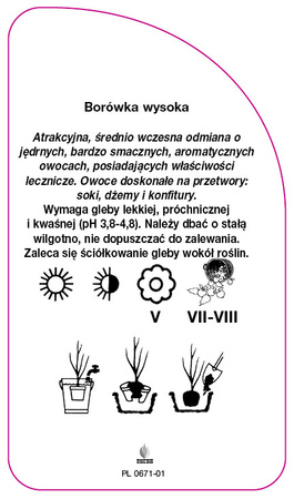 Vaccinium corymbosum "Sierra