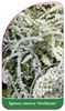 Spiraea cinerea 'Grefsheim'