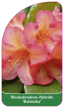 Rhododendron-Hybride 'Balalaika'