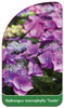 Hydrangea macrophylla 'Taube'