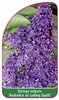 Syringa vulgaris 'Andenken an Ludwig Späth'