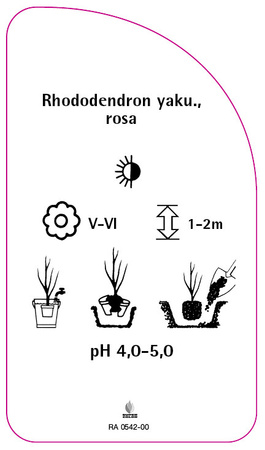 Rhododendron yakushimanum, rosa