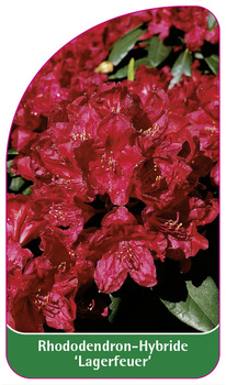Rhododendron-Hybride 'Lagerfeuer'