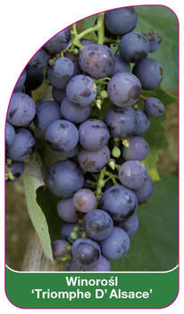 Winorośl 'Triomphe D'Alsace'