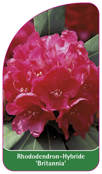 Rhododendron-Hybride 'Britannia'