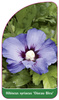Hibiscus syriacus 'Oiseau Bleu'