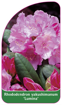 Rhododendron yakushimanum 'Lumina'