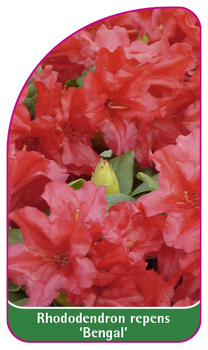 Rhododendron repens 'Bengálský'