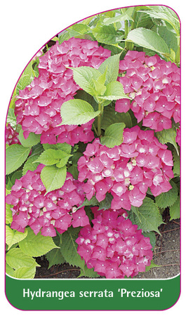 Hydrangea serrata 'Preziosa'