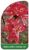 Azalea mollis x sinensis, rot