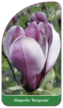 Magnolia 'Burgundy'