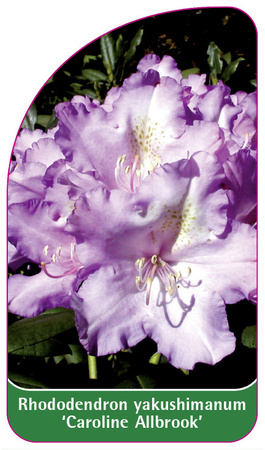 Rhododendron yakuschimanum 'Caroline Allbrook'