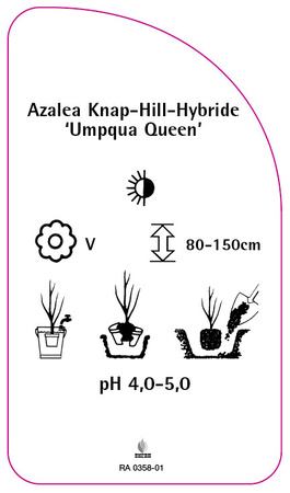 Azalea Knap-Hill-Hybride 'Umpqua Queen'
