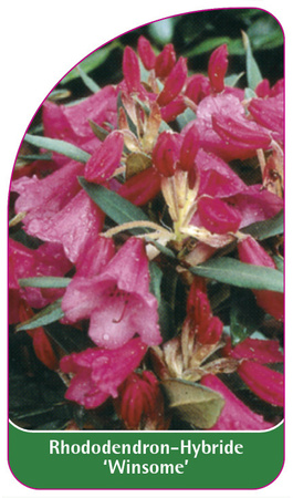 Rhododendron-Hybride 'Winsome'