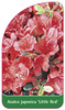 Azalea japonica 'Little Red'