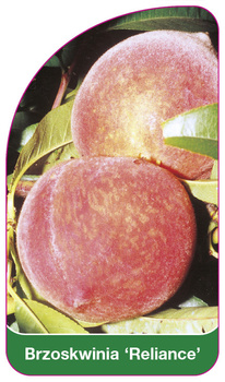 Brzoskwinia 'Reliance'