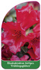 Rhododendron hirtipes 'Frühlingsglühen'