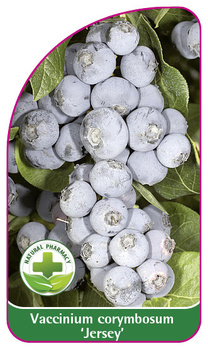 Vaccinium corymbosum 'Jersey'