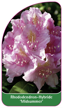 Rhododendron-Hybride 'Midsummer'