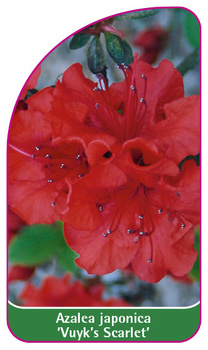 Azalea japonica 'Vuyk's Scarlet'