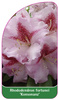 Rhododendron fortunei 'Konsonanz'