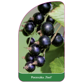 Porzeczka 'Tisel'
