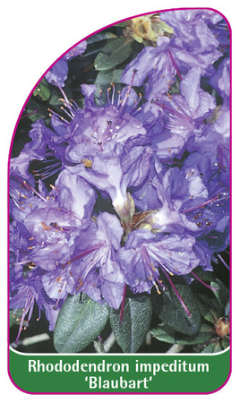 Rhododendron impeditum 'Blaubart'