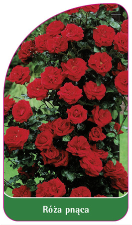 Róza pnąca Nr. 318