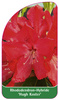 Rhododendron-Hybride 'Hugh Koster'