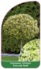 Euonymus fortunei ,Emerald Gold'