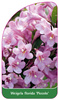 Weigela florida 'Piccolo'
