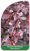 Berberis thunberii 'Pink Queen'