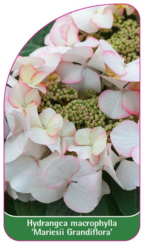 Hydrangea macrophylla 'Mariesii Grandiflora'