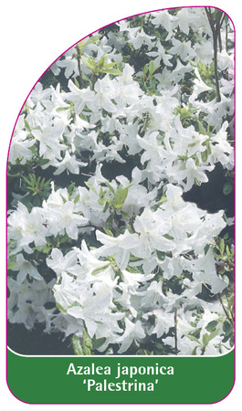 Azalea japonica 'Palestrina''